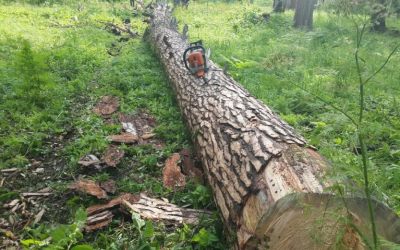 Спил и вырубка деревьев, корчевание пней - Ижевск, цены, предложения специалистов