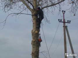 Спил и вырубка деревьев стоимость услуг и где заказать - Ижевск